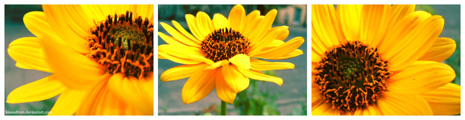 Little Sun Flowers