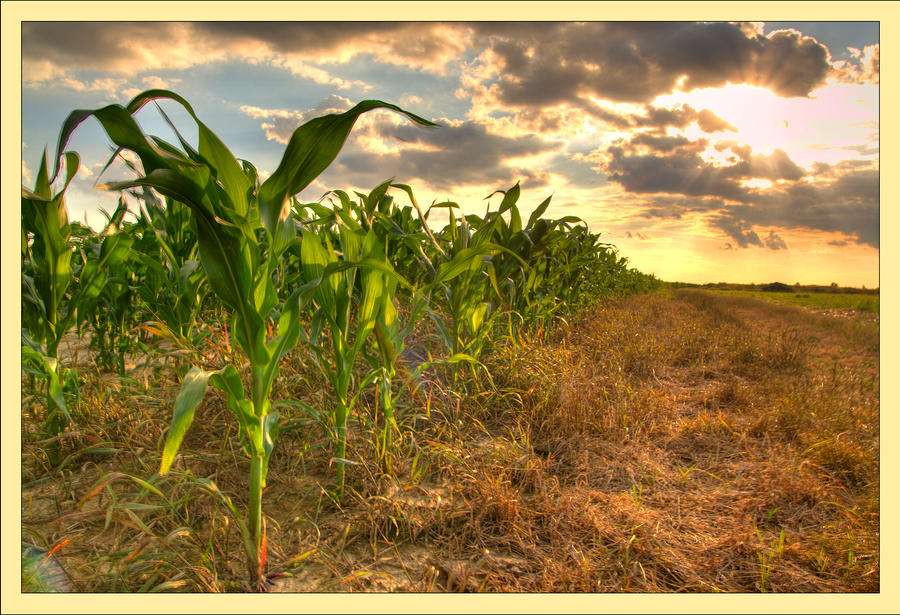 Cornfield