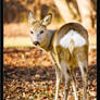 Oh Deer