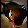 Mandarin