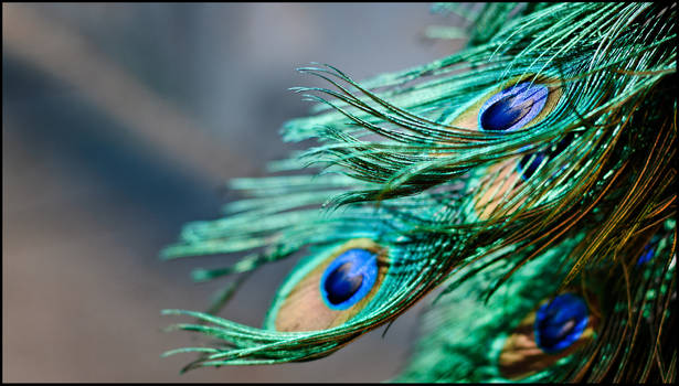 Peacock feathers