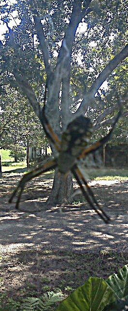 Orb Weaver