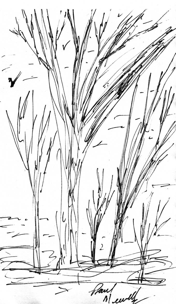 Tree Scribble by zeke957 on DeviantArt