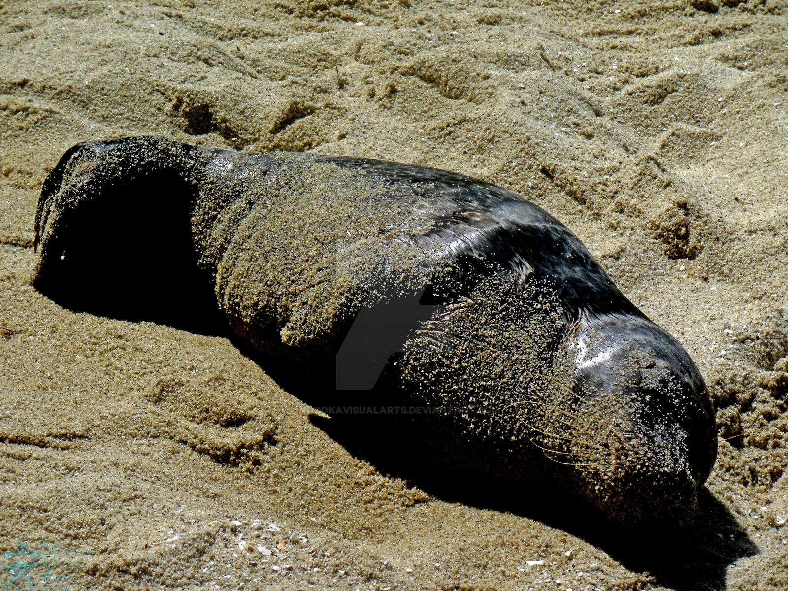 Napping Seal 1/7