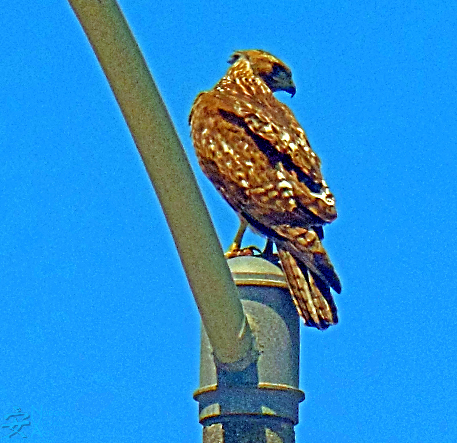 Streetlight Falcon