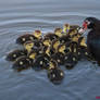 Muscovy Ducks (Cairina Moschata) 300 Green Way Blv