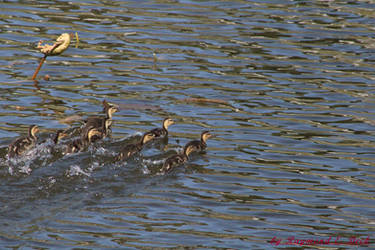 Mallard Ducks (Anas Platyrhynchos) 300 Green Way B