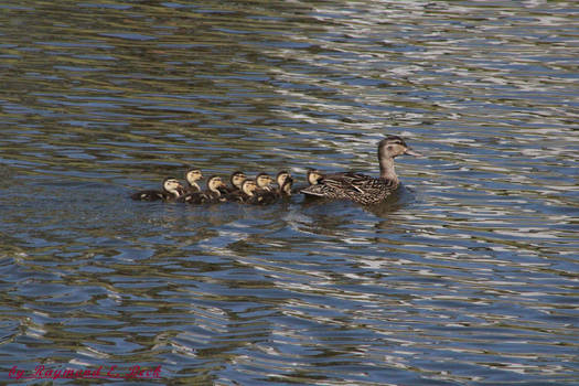 Mallard Ducks (Anas Platyrhynchos) 300 Green Way B