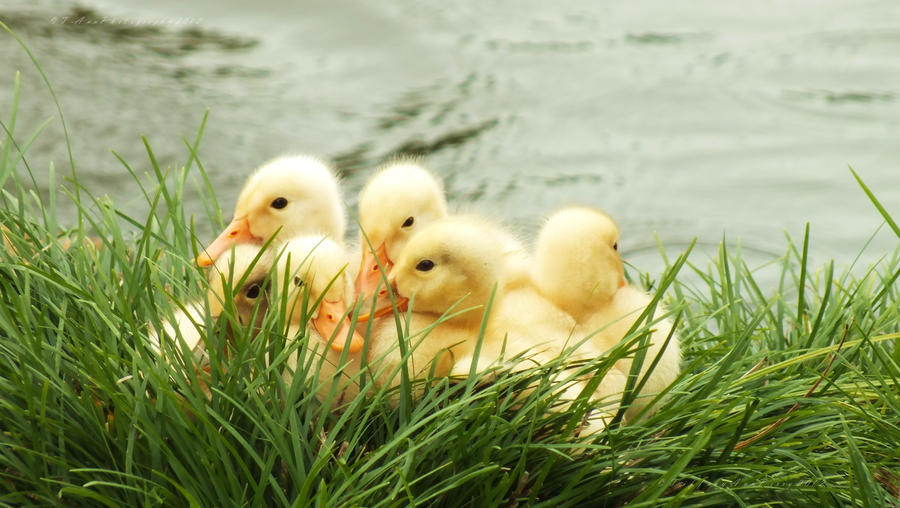 Ducklings