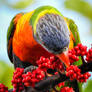 Rainbow Lorikeet 2