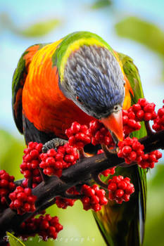 Rainbow Lorikeet 2