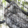 Tawny Frogmouth