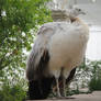 White Peahen