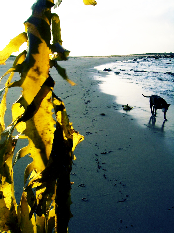 Seaweed and Hound