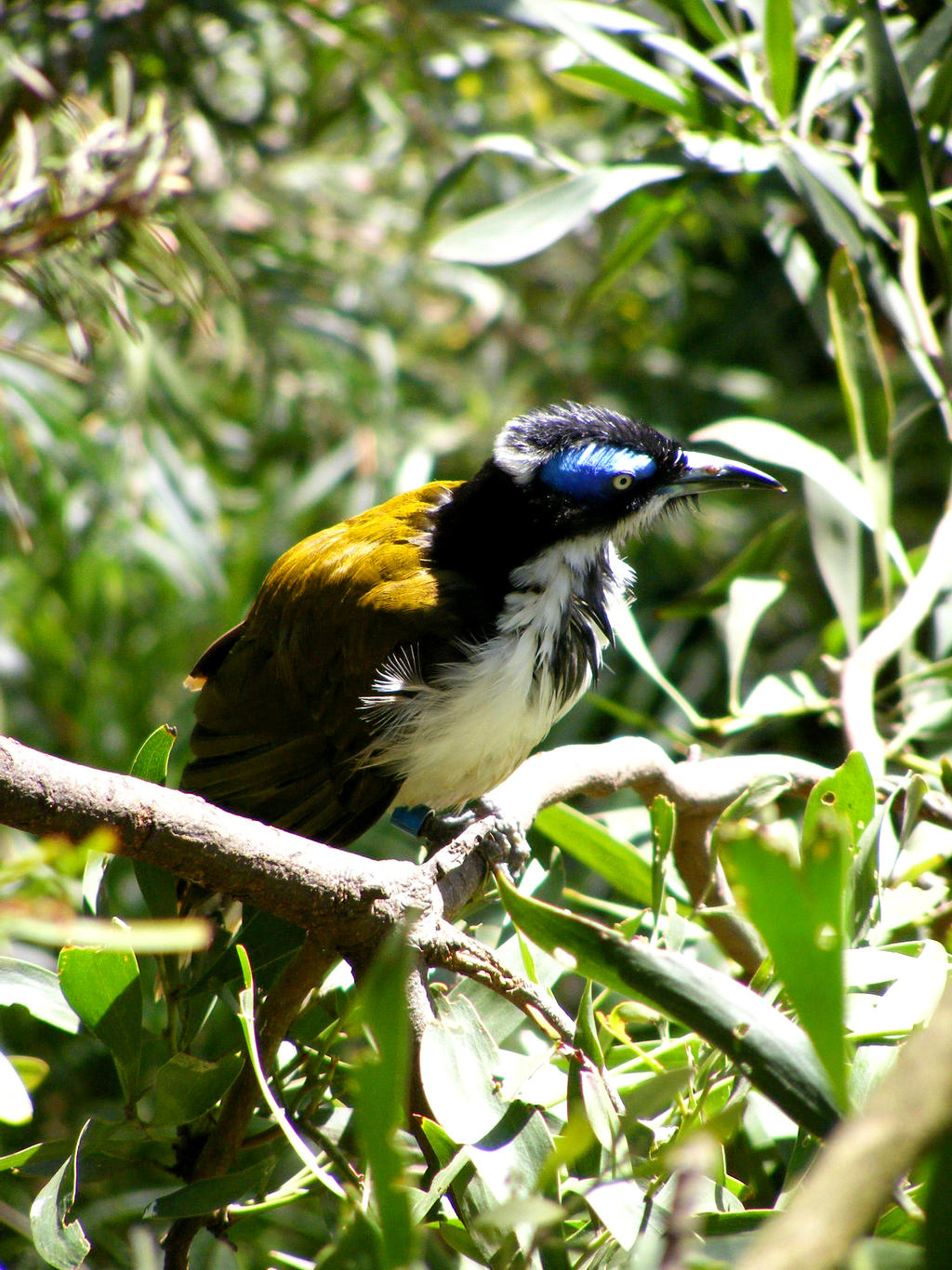 Natives: Blue-faced Honeyeater