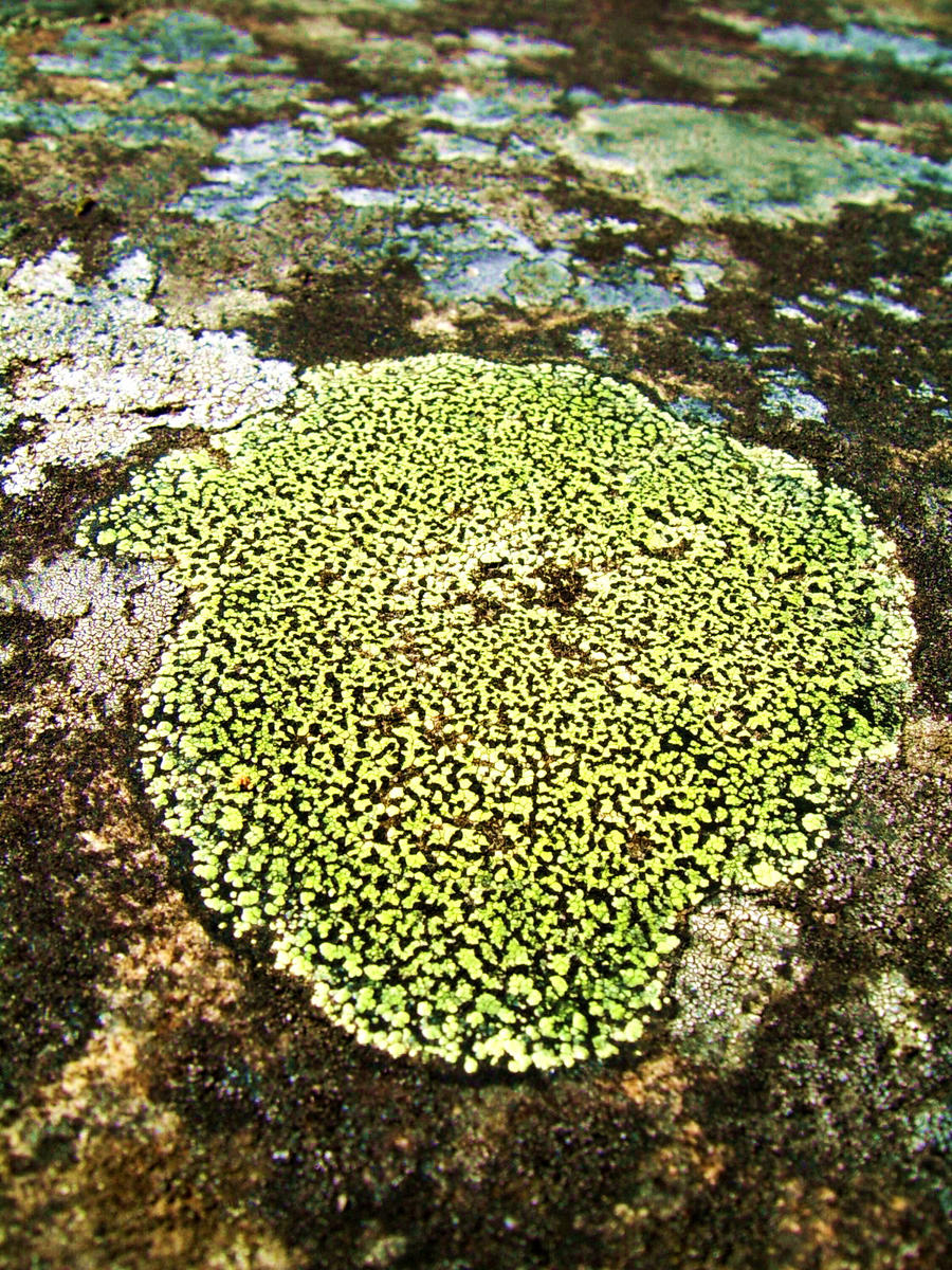 Grampians - Lichen