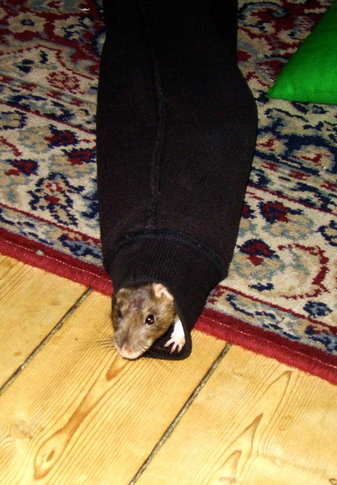 Ferocious Sleeve Rat by EvieLevens on DeviantArt