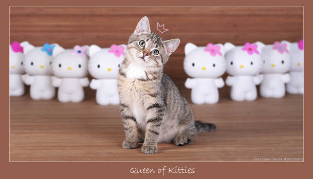Queen of kitties