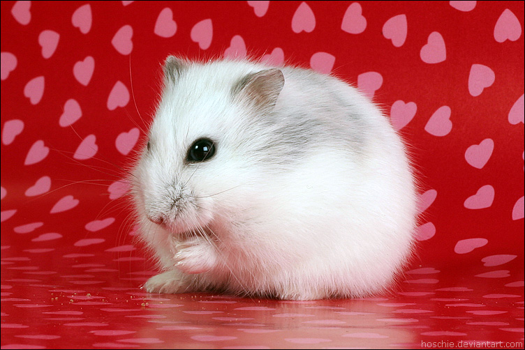 prepares for Valentine