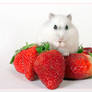 Herr Hildezart on strawberry