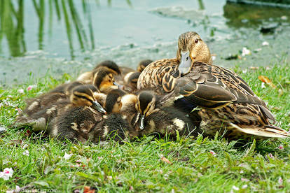 Momma duck and the fluffballs