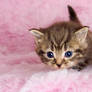 Fluffy hunter...