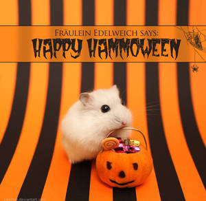 Happy Hammoween