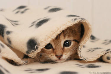 Wrapped in cuteness