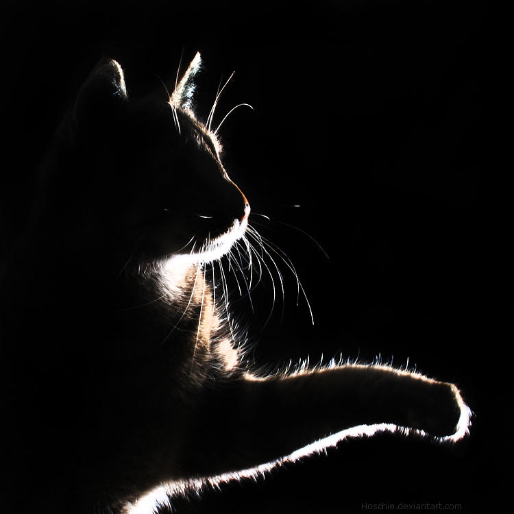 mimmi silhouette by hoschie