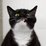 Crazy Cat Portrait by hoschie