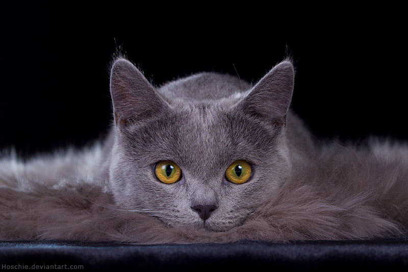 Fluffy watcher by hoschie Fluffy watcher by hoschie