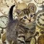 Kitten time