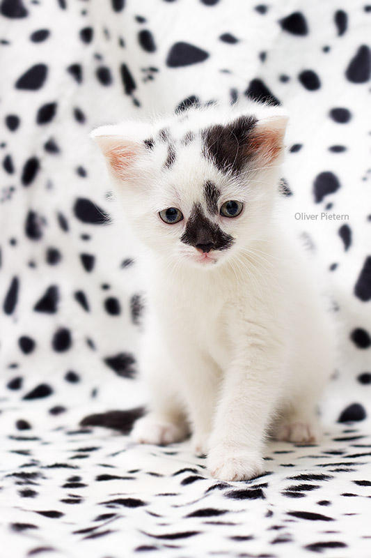 Маленький черный белый котенок. Котенок черно-белый. Белый котенок. Белый котенок с черными пятнами. Пятнистый котенок.