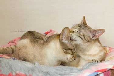 Cat love of the cuddle kittys by hoschie