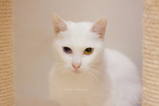 Explore The Best Ilovecats Art Deviantart Explore The Best Ilovecats Art Deviantart