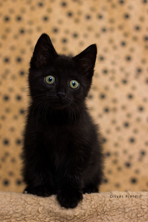 Little Jiji by hoschie