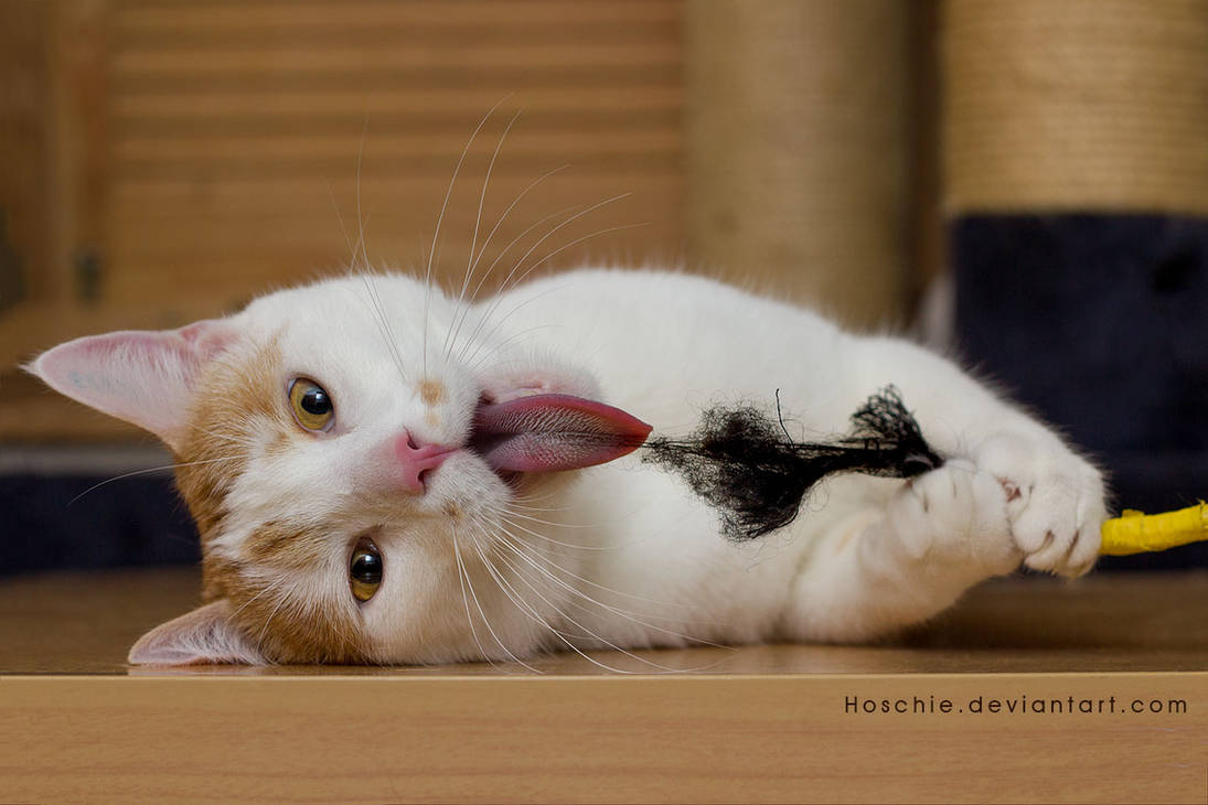Cat tongue by hoschie
