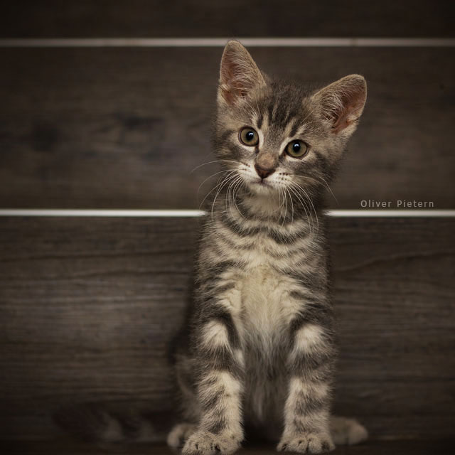 Filou, the cutest pain in the ass.. by hoschie