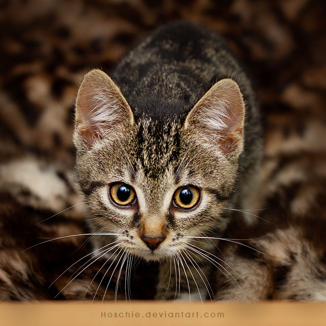 Tiger by hoschie