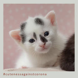 Cher - Cuteness Against Corona