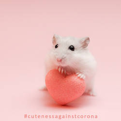 Edelweich - Cuteness against Corona