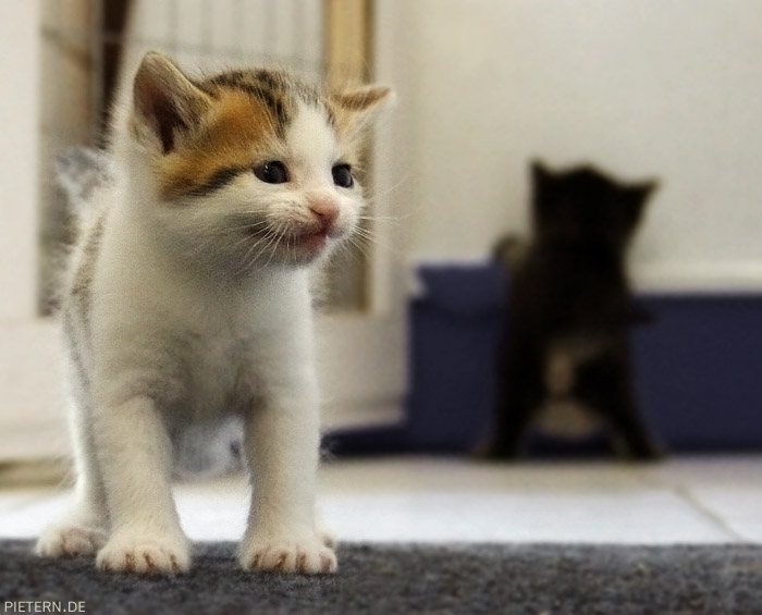 smiling cat