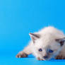 Wallpaper Little kitty blue