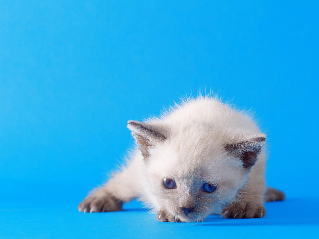 Wallpaper Little kitty blue