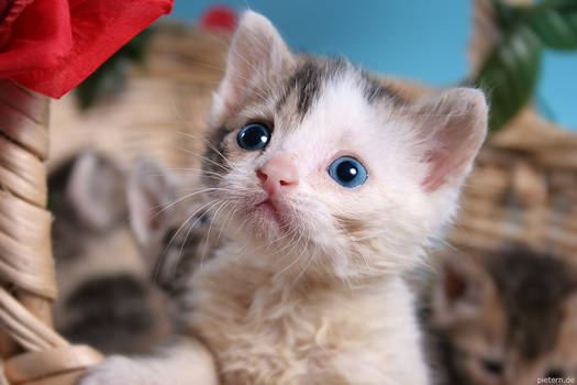 Little blue eyes