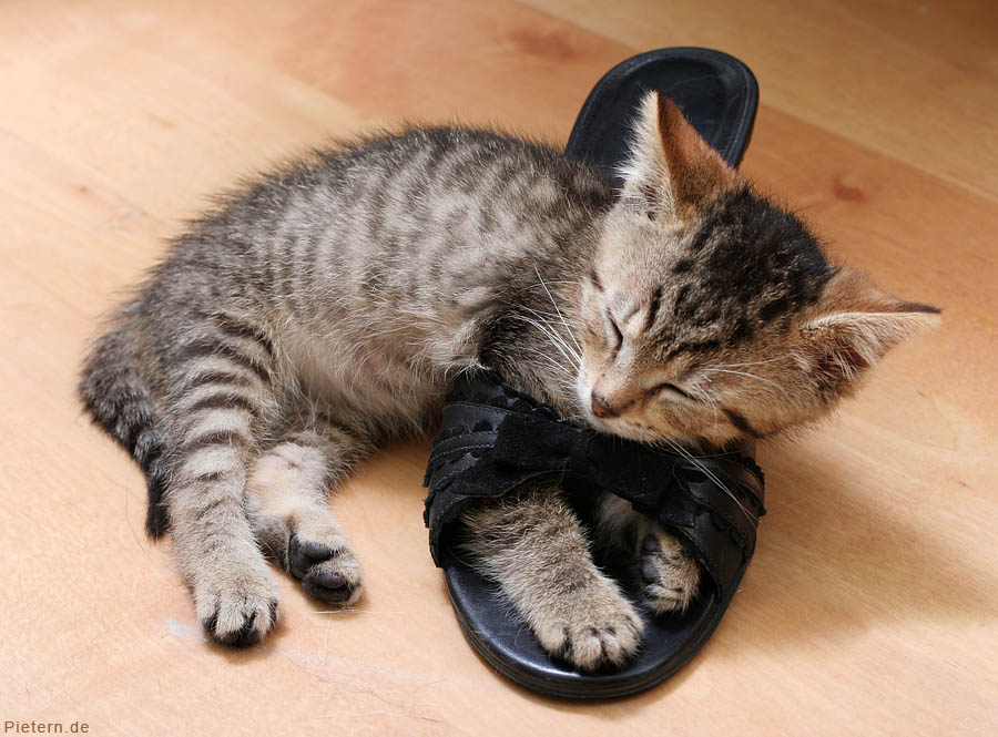 Sleeping in my shoes...