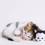 Wallpaper cat and kitty