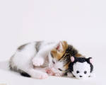 Wallpaper cat and kitty by hoschie