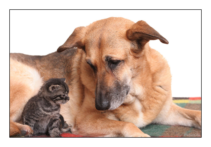 Почему мама собака. Кошки и собаки. Собака с кошкой дружат. Фото кошек и собак. Собаки которые ладят с кошками.