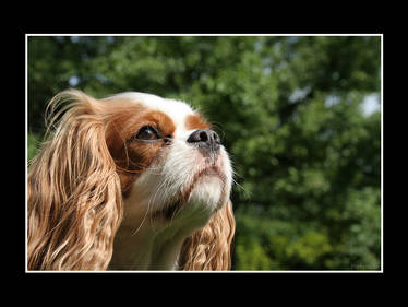 Loulou - Nase im Wind